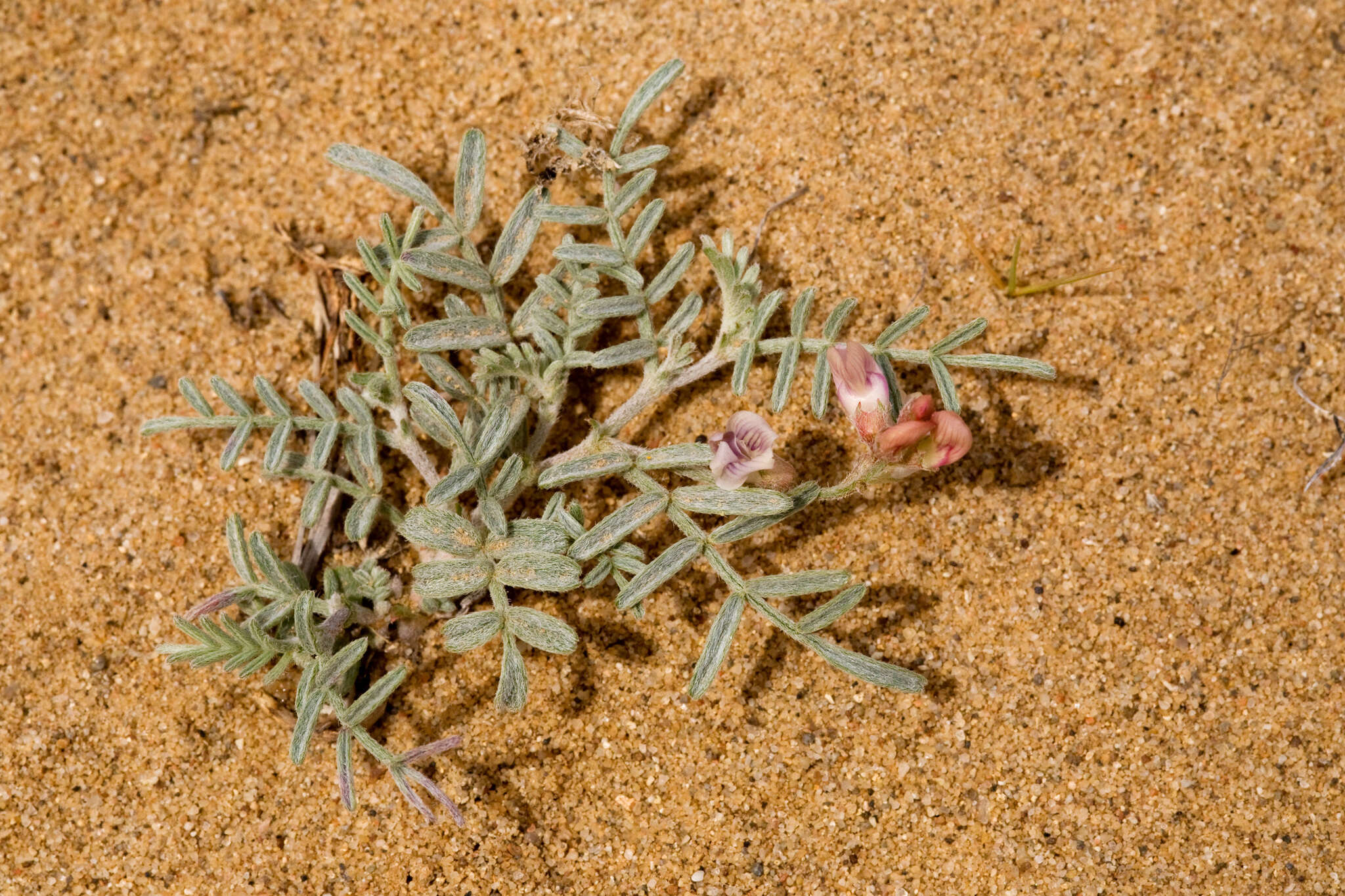 صورة Astragalus ceramicus Sheldon