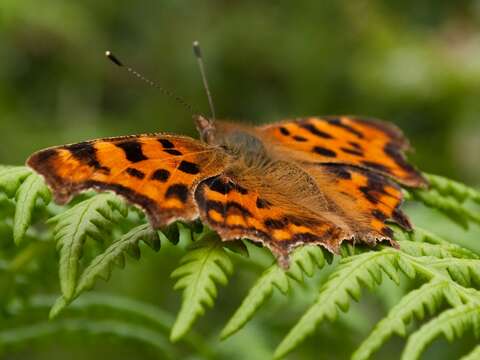 Image of Comma