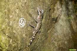 Image of Cat Ba Tiger Gecko