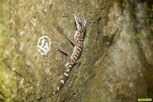 Image of Cat Ba Tiger Gecko