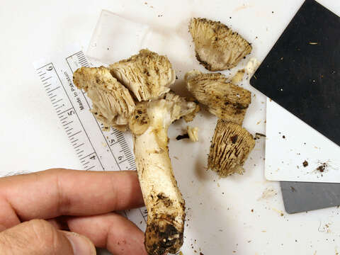 Слика од Tricholoma luteomaculosum A. H. Sm. 1942