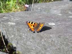 Imagem de Aglais urticae Linnaeus 1758