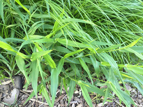 Image of Broad-Leaf Rosette Grass