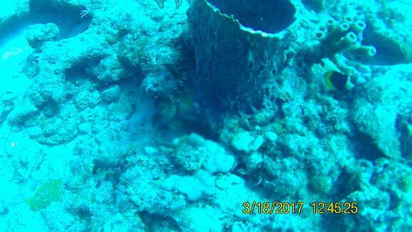 Image of Dark Green Parrotfish