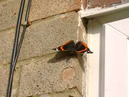 Image of Red Admiral