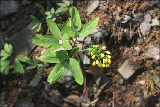 Image of Gymnospermium microrrhynchum (S. Moore) Takht.