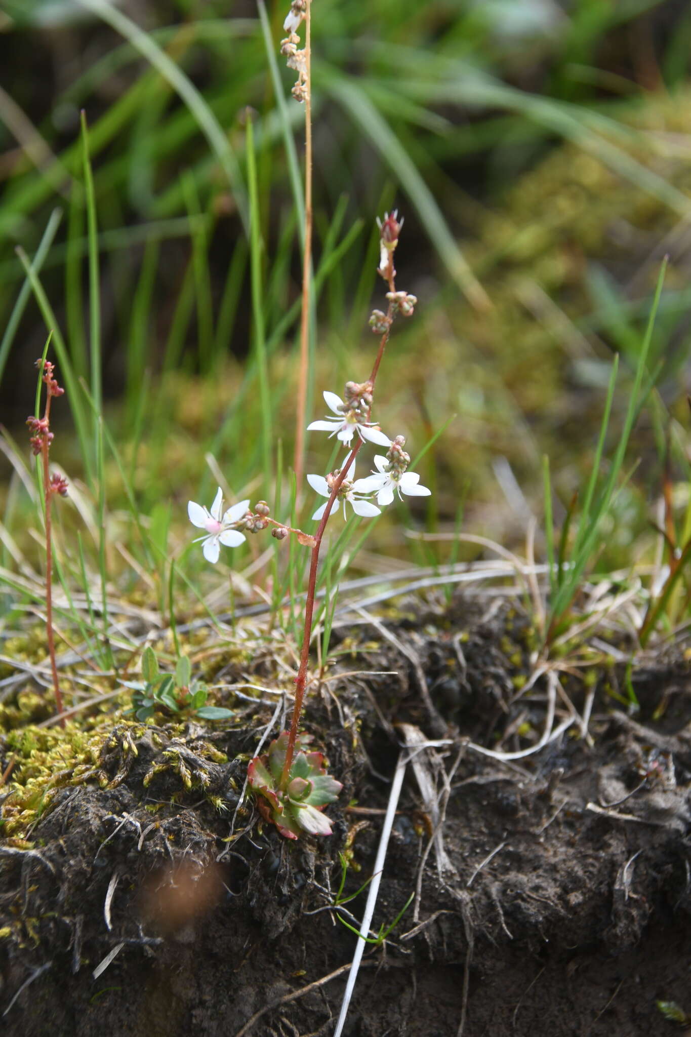 Micranthes foliolosa (R. Br.) Gornall resmi