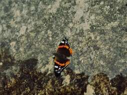 Image of Red Admiral