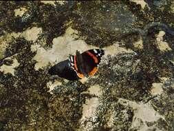 Image of Red Admiral