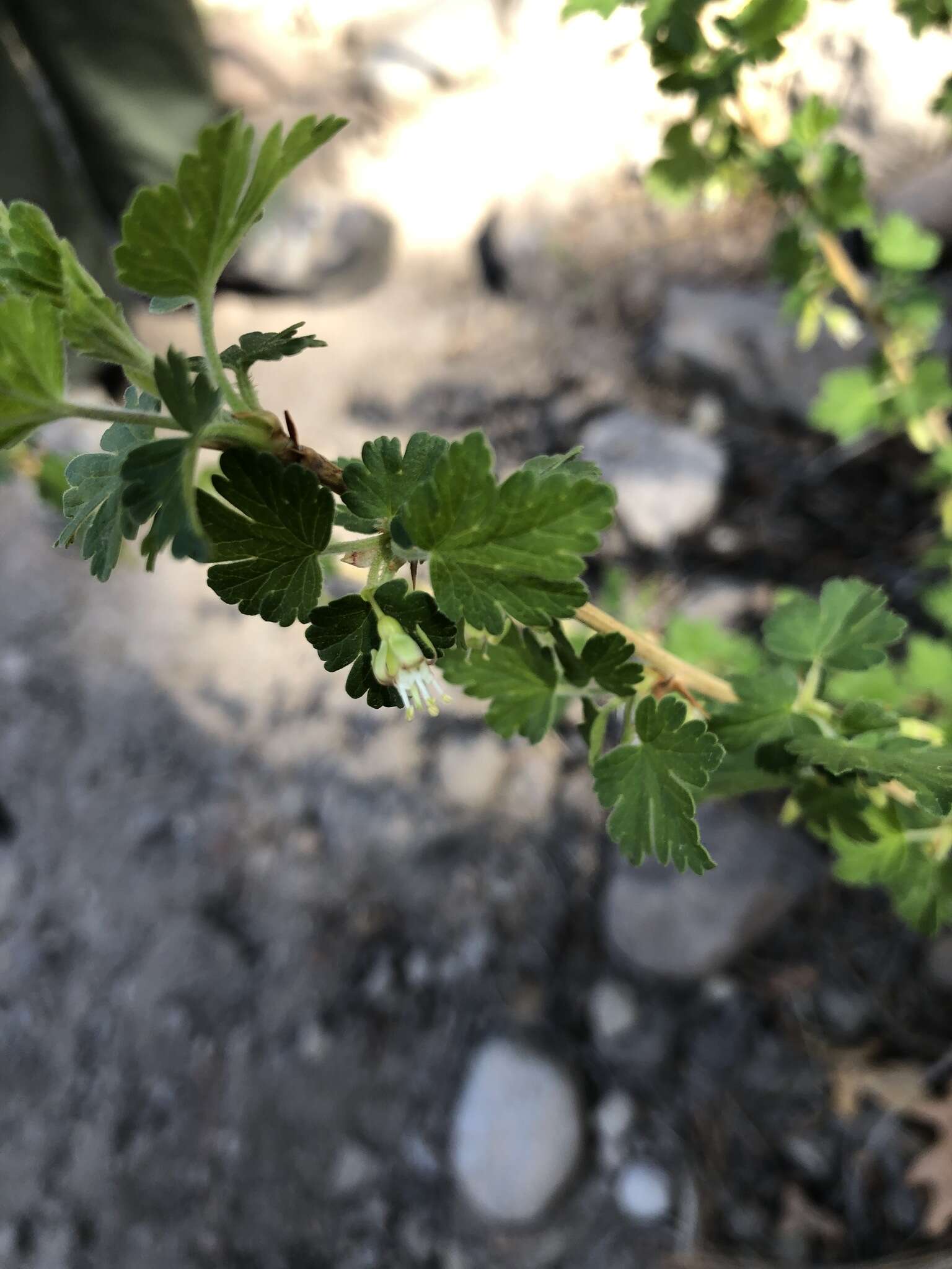 Image of whitestem gooseberry