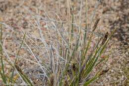 Image of Siberian Bog Sedge