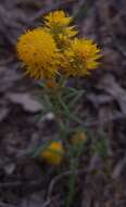 Image of <i>Waitzia <i>acuminata</i></i> var. acuminata