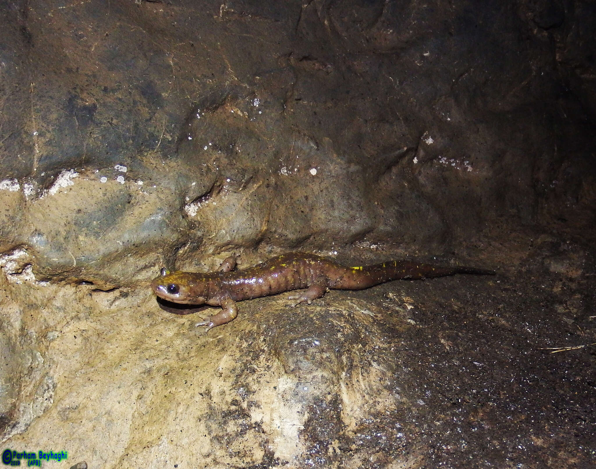 Image of Paradactylodon persicus (Eiselt & Steiner 1970)