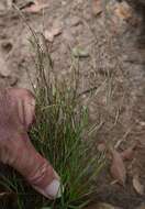 Image of Cleistochloa subjuncea C. E. Hubb.