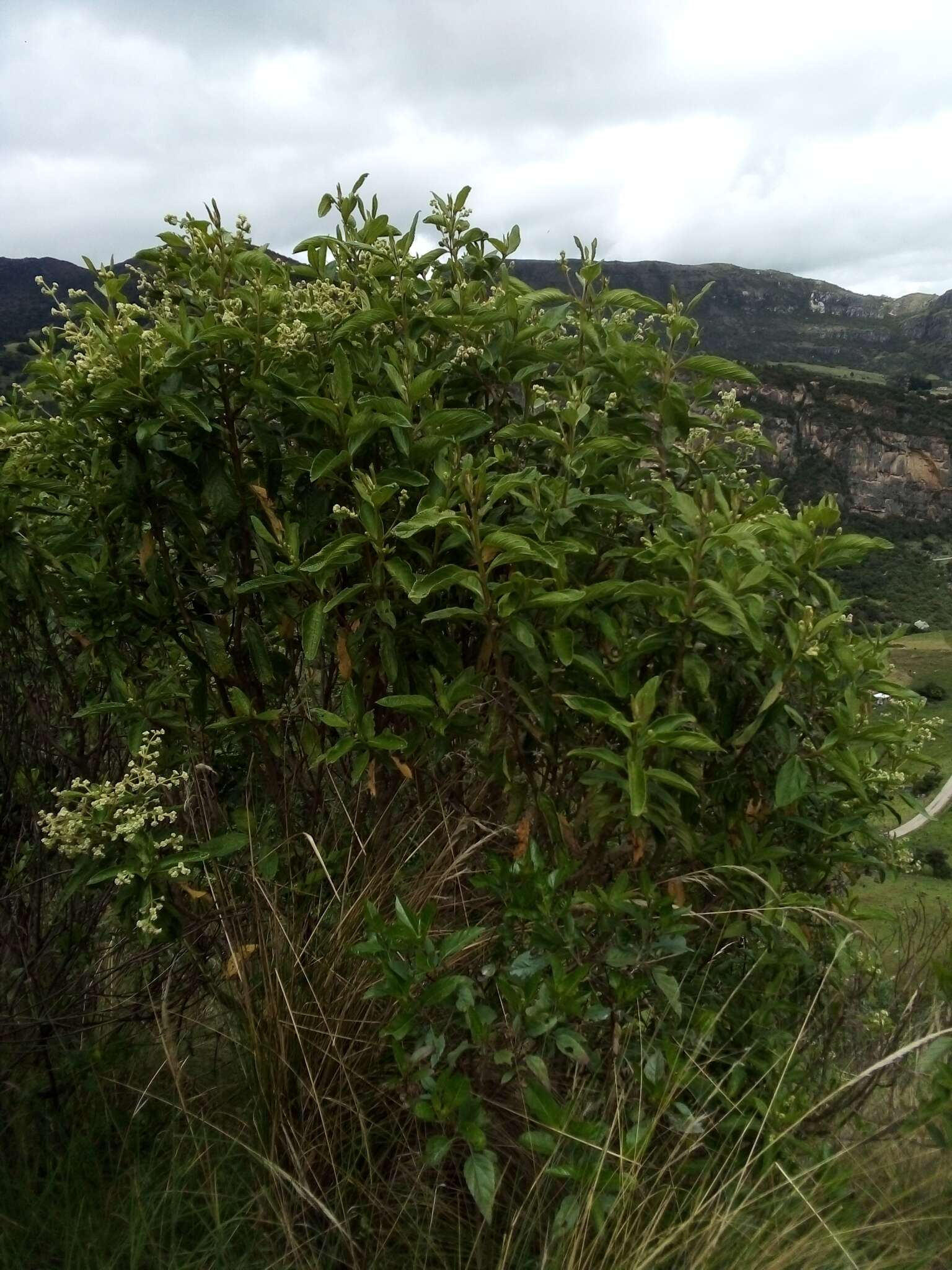 Image of Lippia hirsuta L. fil.