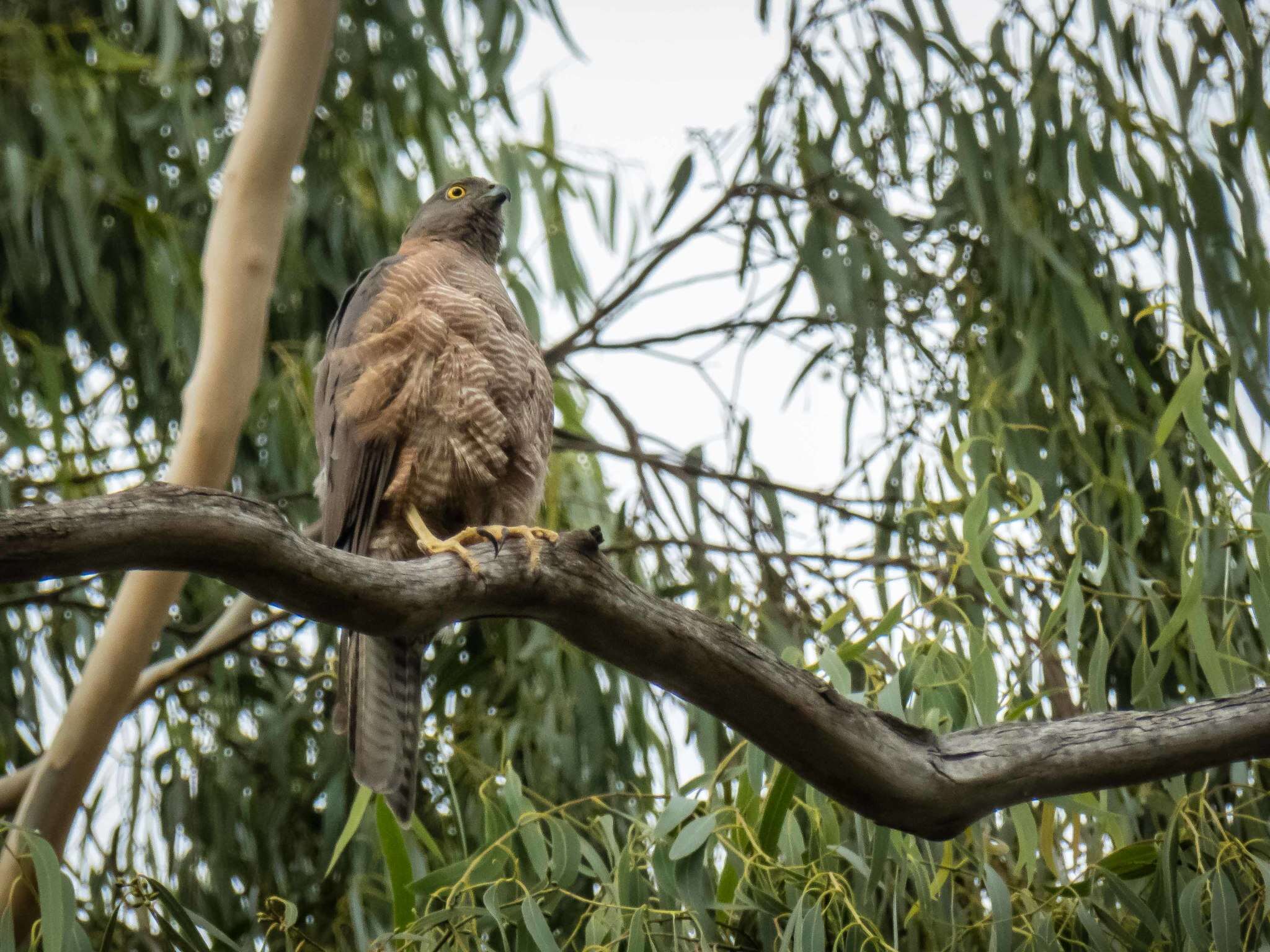 Image of Collared Sparrowhawk