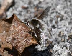 Image of Bombylius incanus Johnson 1907