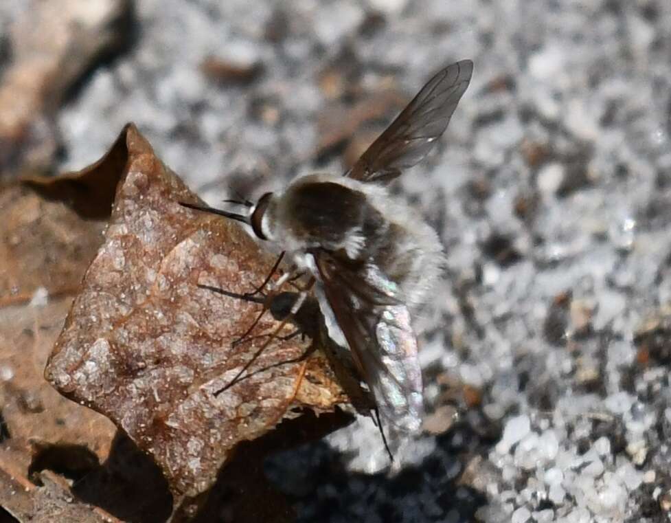 Image of Bombylius incanus Johnson 1907