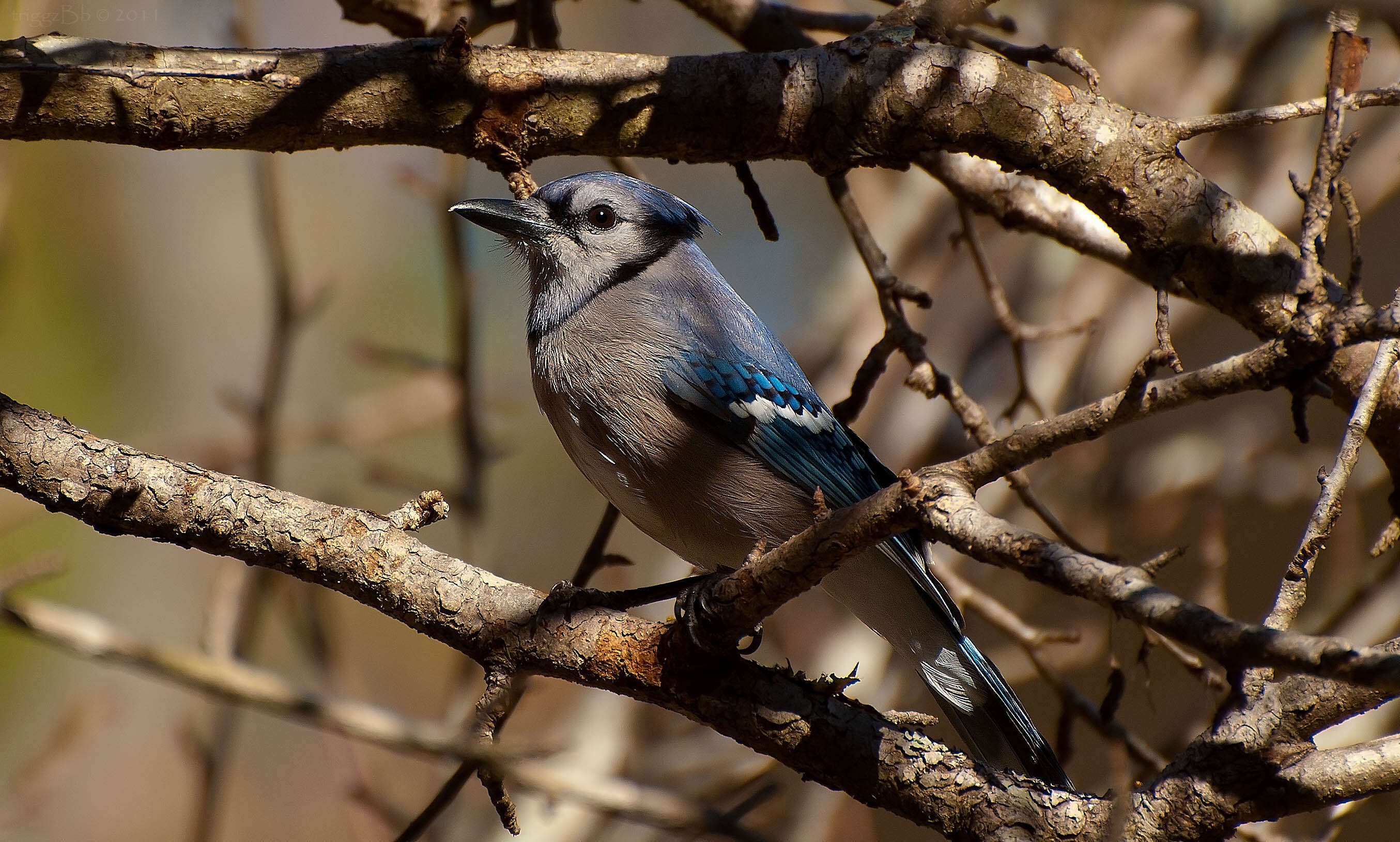 Image of Blue Jay