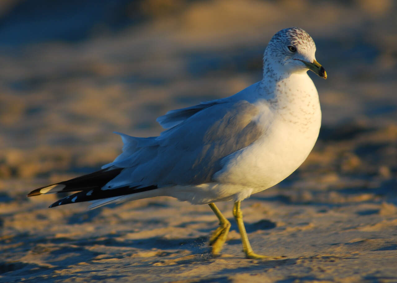 Image of Ring-billed Gull