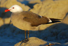 Image of Heermann's Gull