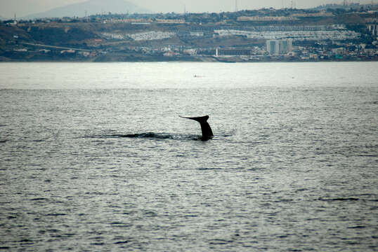 Image of gray whales