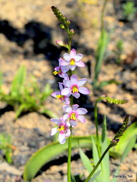 Image de Ixia scillaris L.