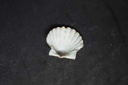 صورة Leptopecten Verrill 1897