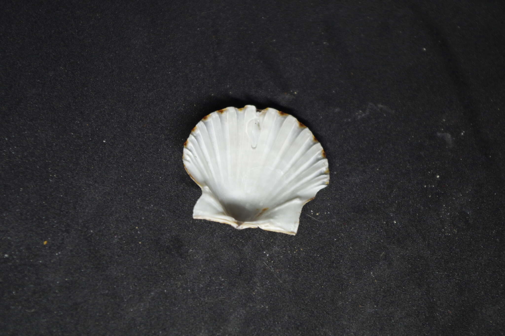 صورة Leptopecten Verrill 1897