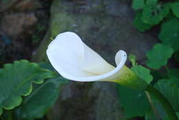 Image of Arum lily