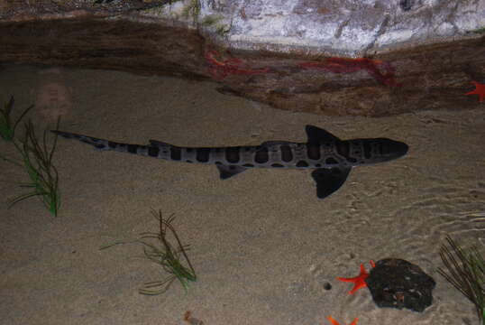 Image of Leopard Shark