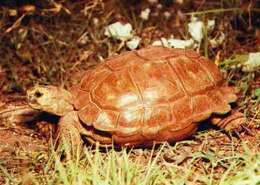 Image of Karroo Tortoise