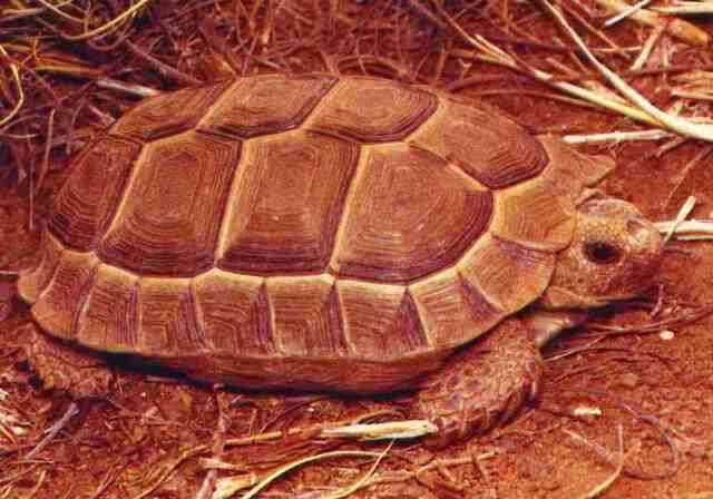 Image of Karroo Tortoise