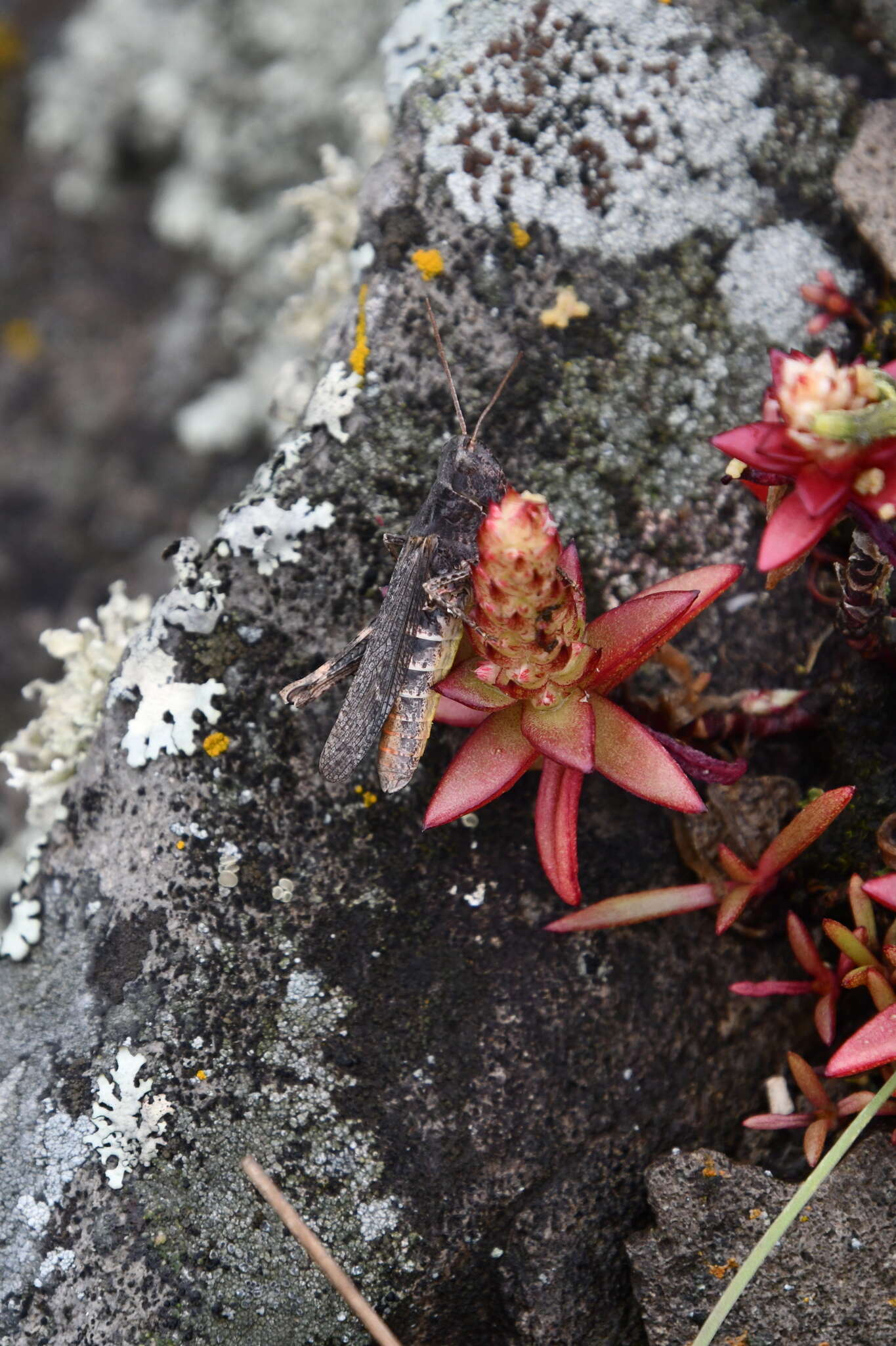 Image of Orostachys maximowiczii V. V. Byalt