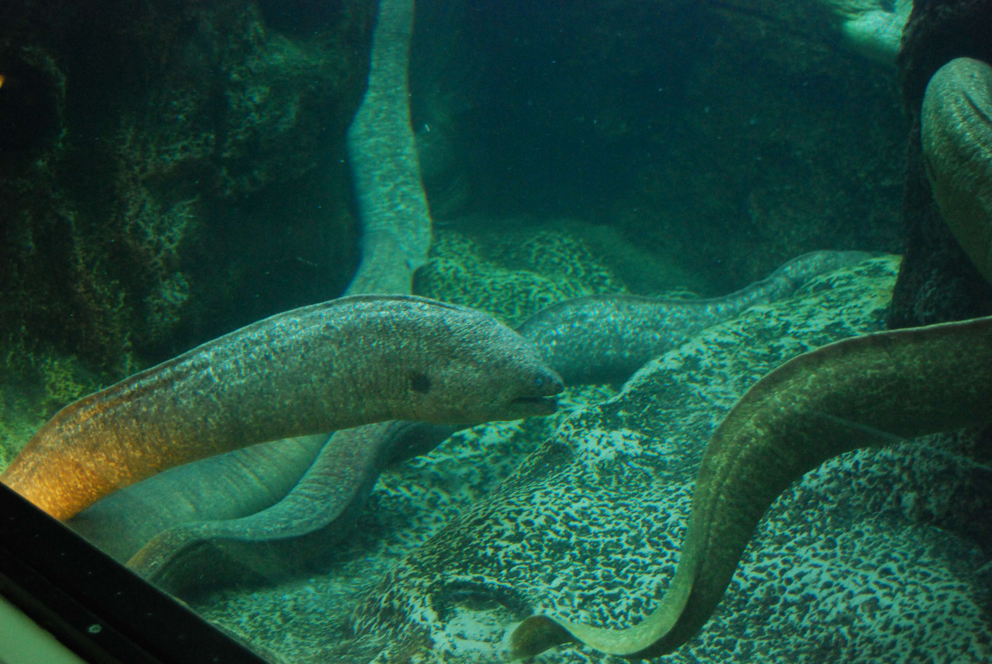 Image of California moray