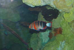 Image of Harlequin Tuskfish