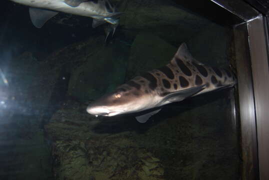 Image of Leopard Shark