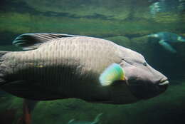 Image of Giant Wrasse