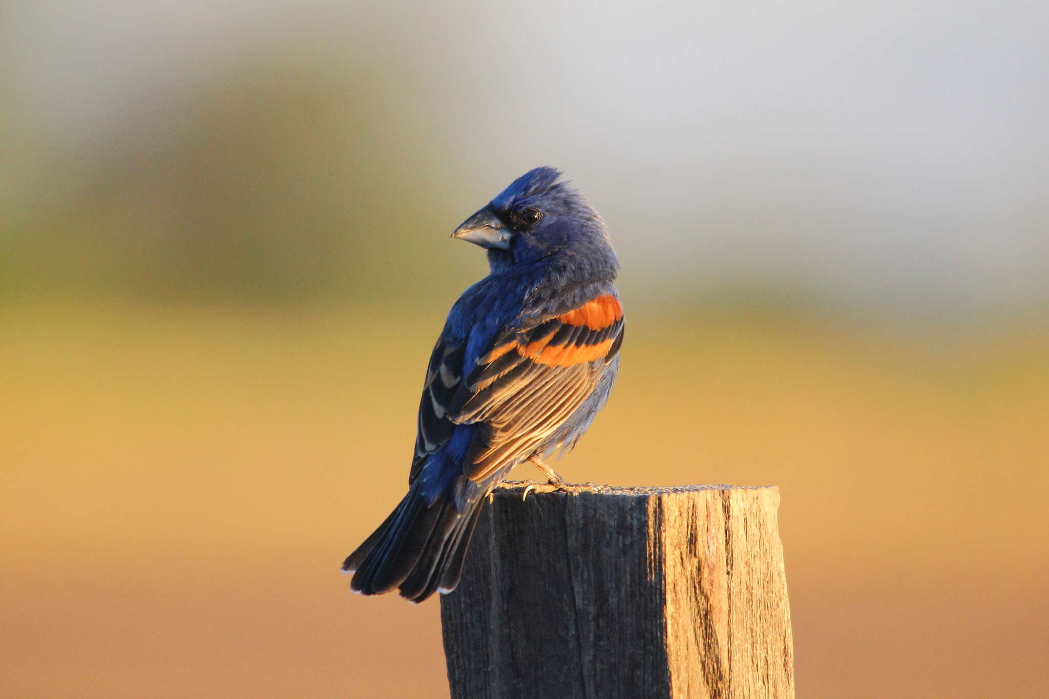 Image of Blue Grosbeak