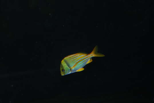 Image of Porkfish