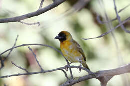 Image of Black-headed Weaver