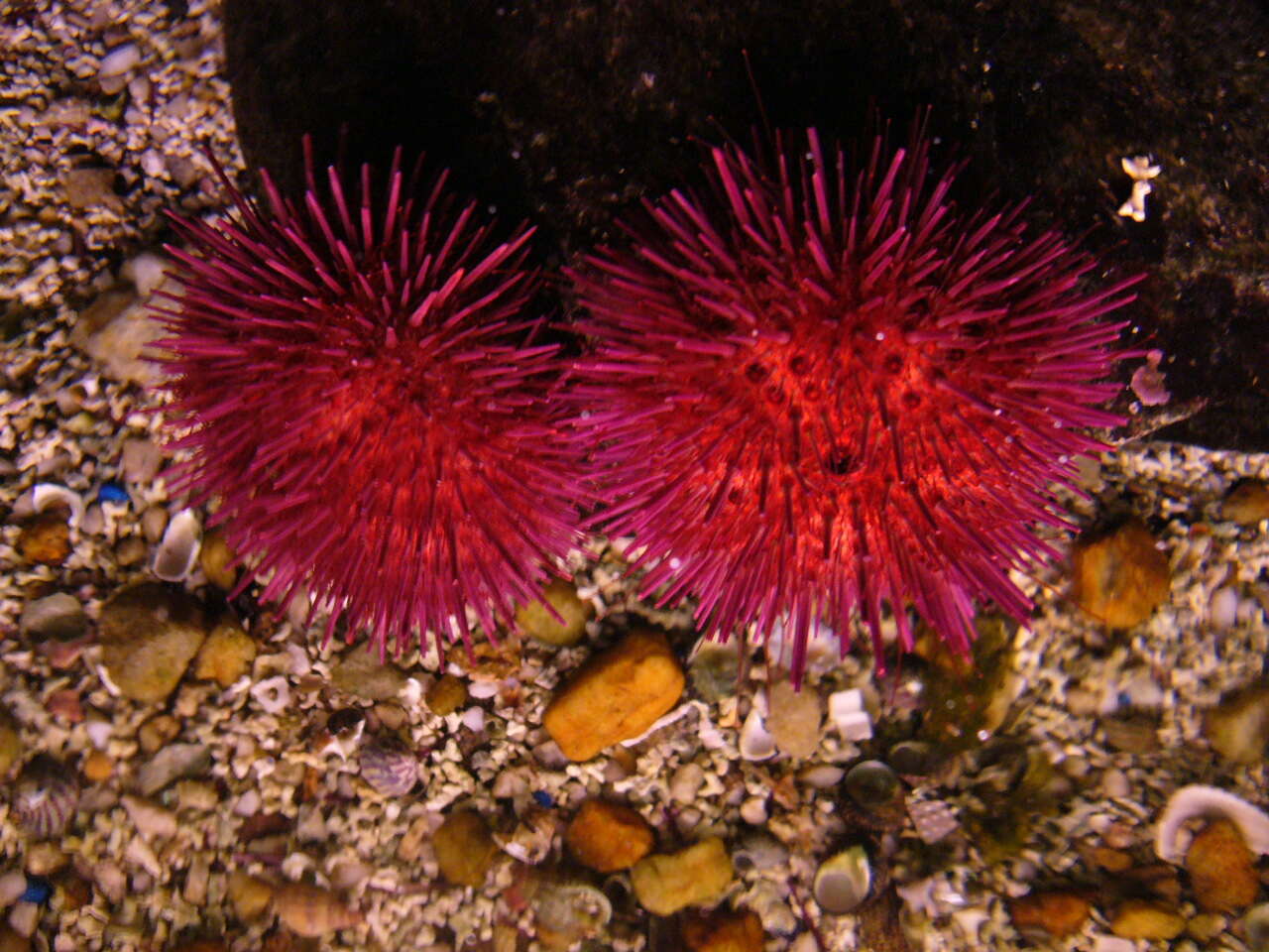 Image of sea urchins