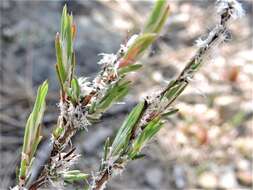 Polygonum bolanderi Brew. ex A. Gray resmi