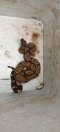 Boa constrictor constrictor Linnaeus 1758 resmi