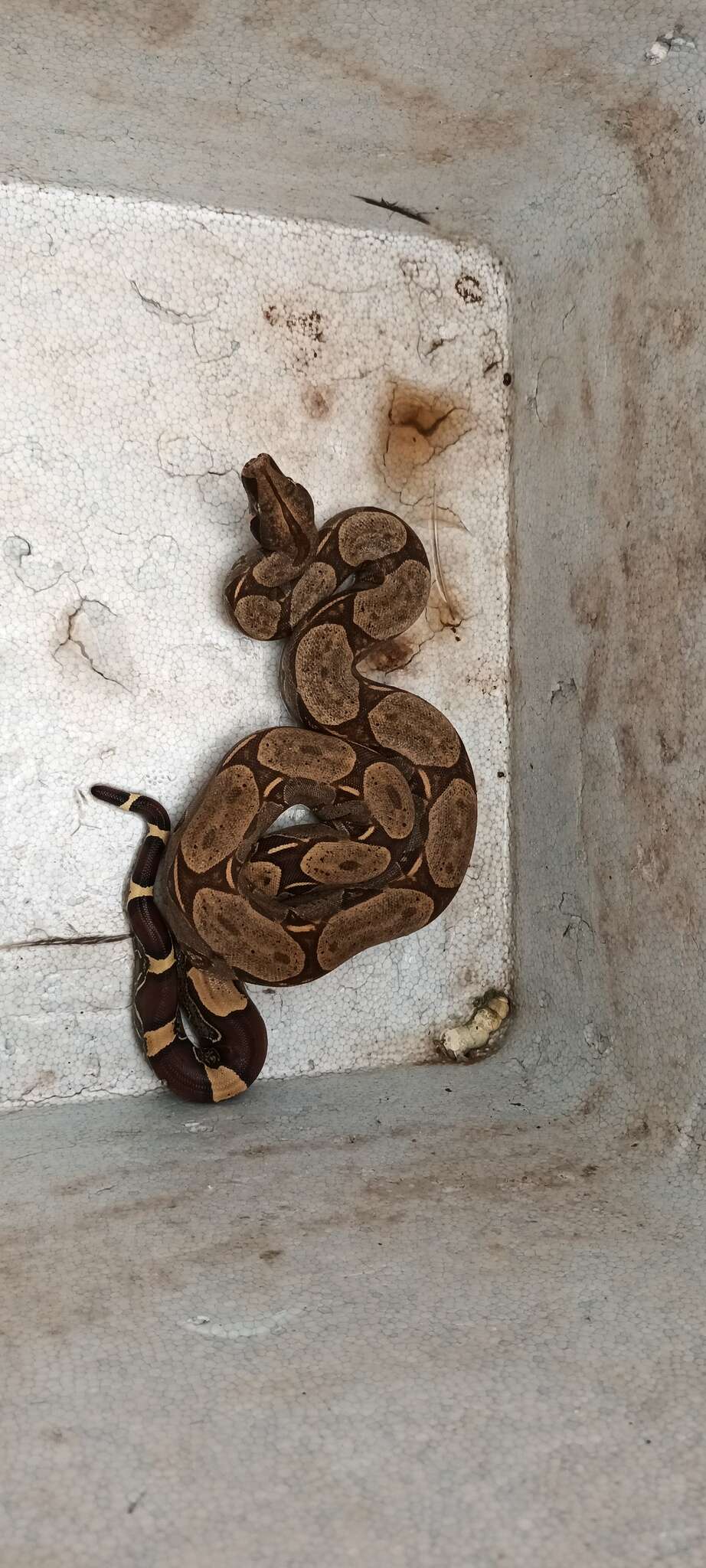 Image of Columbian Red Tail Boa