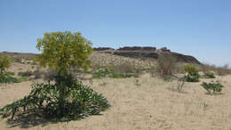 Image de Ferula foetida (Bunge) Regel