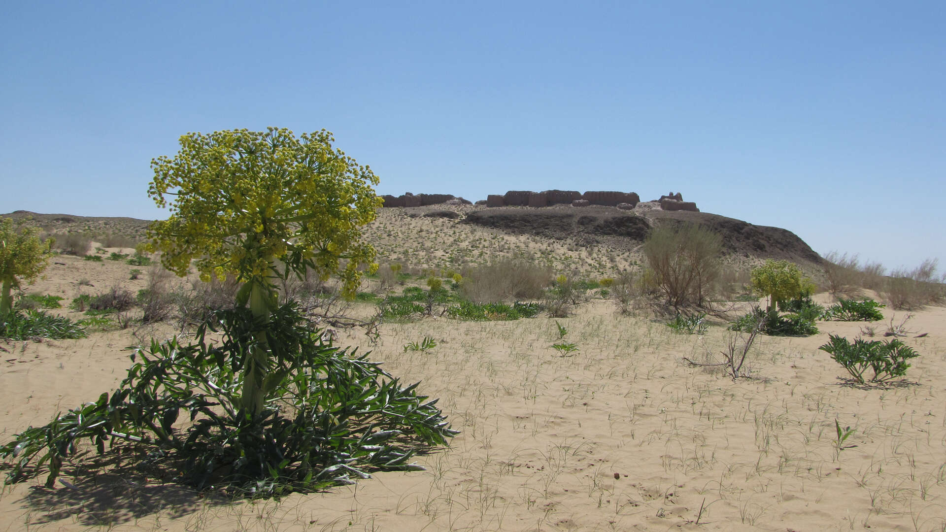 Imagem de Ferula foetida (Bunge) Regel