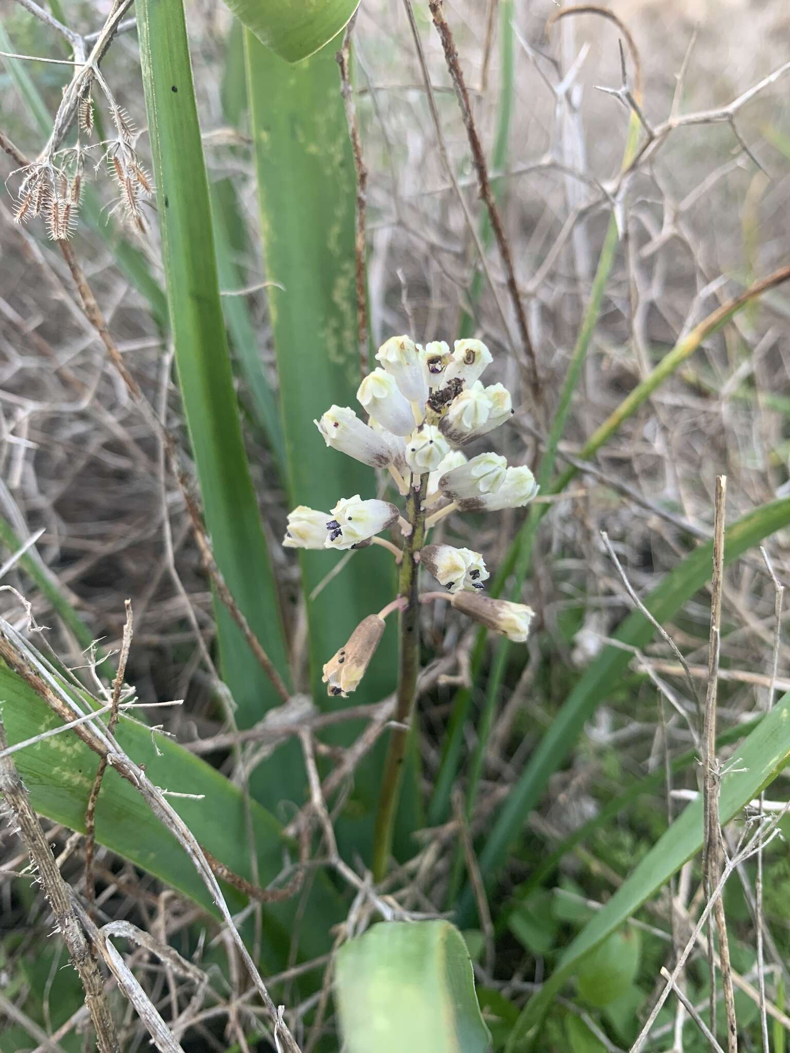 Image of Common Roman Squill