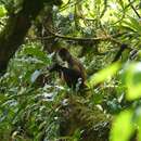 Image of Panama Spider Monkey