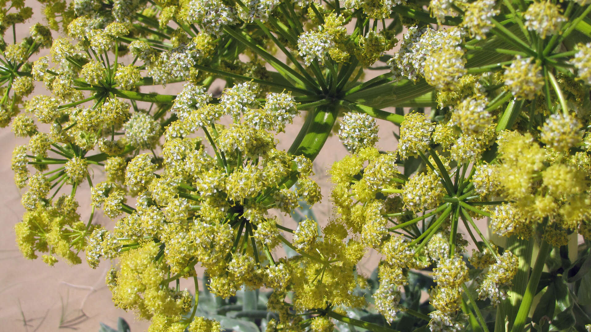 Image de Ferula foetida (Bunge) Regel